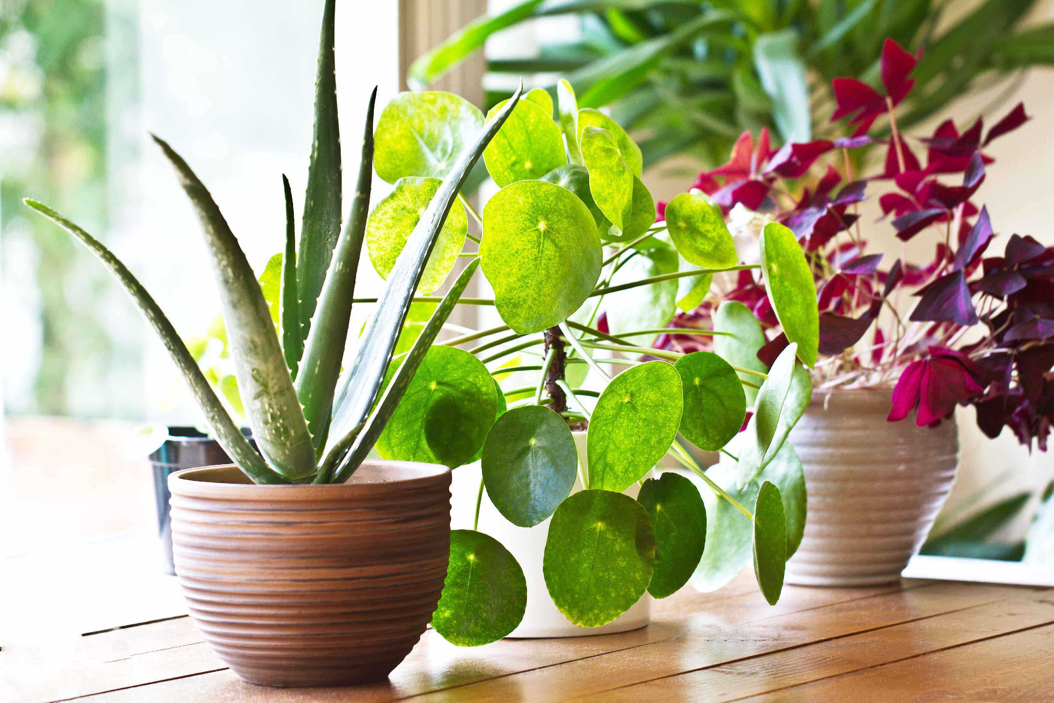 21 of the best indoor plants for your home   Whitegates