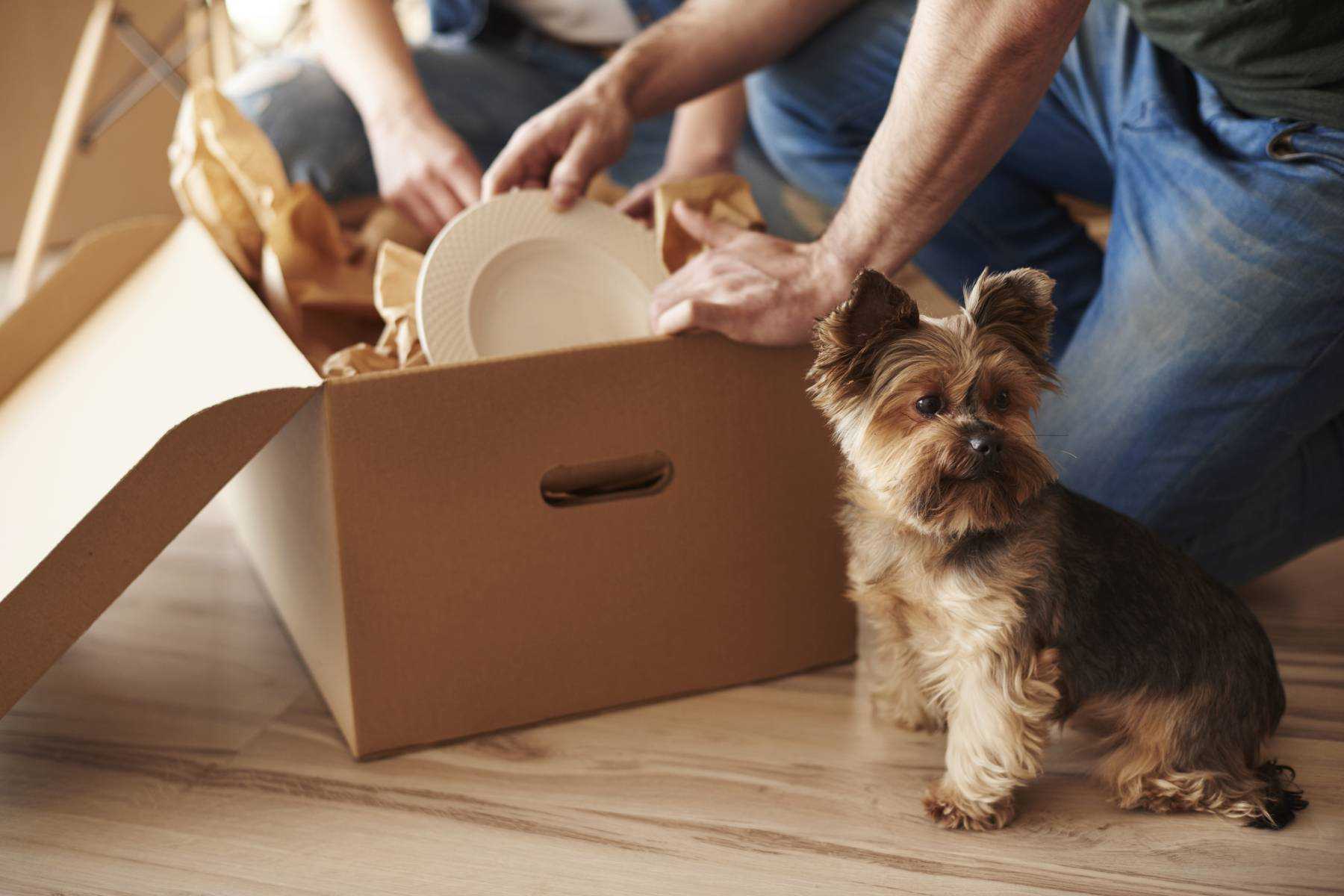 Everything you need to know about renting with pets in London