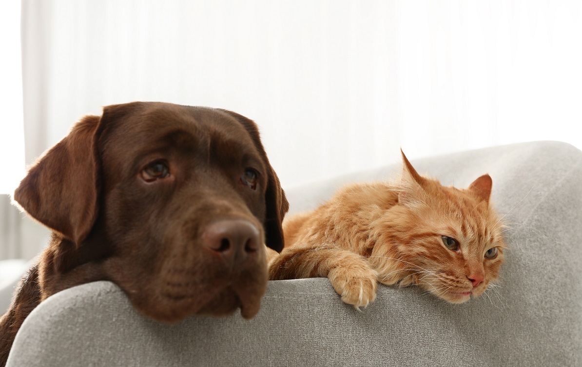 renting-with-pets-how-to-make-sure-you-get-your-deposit-back