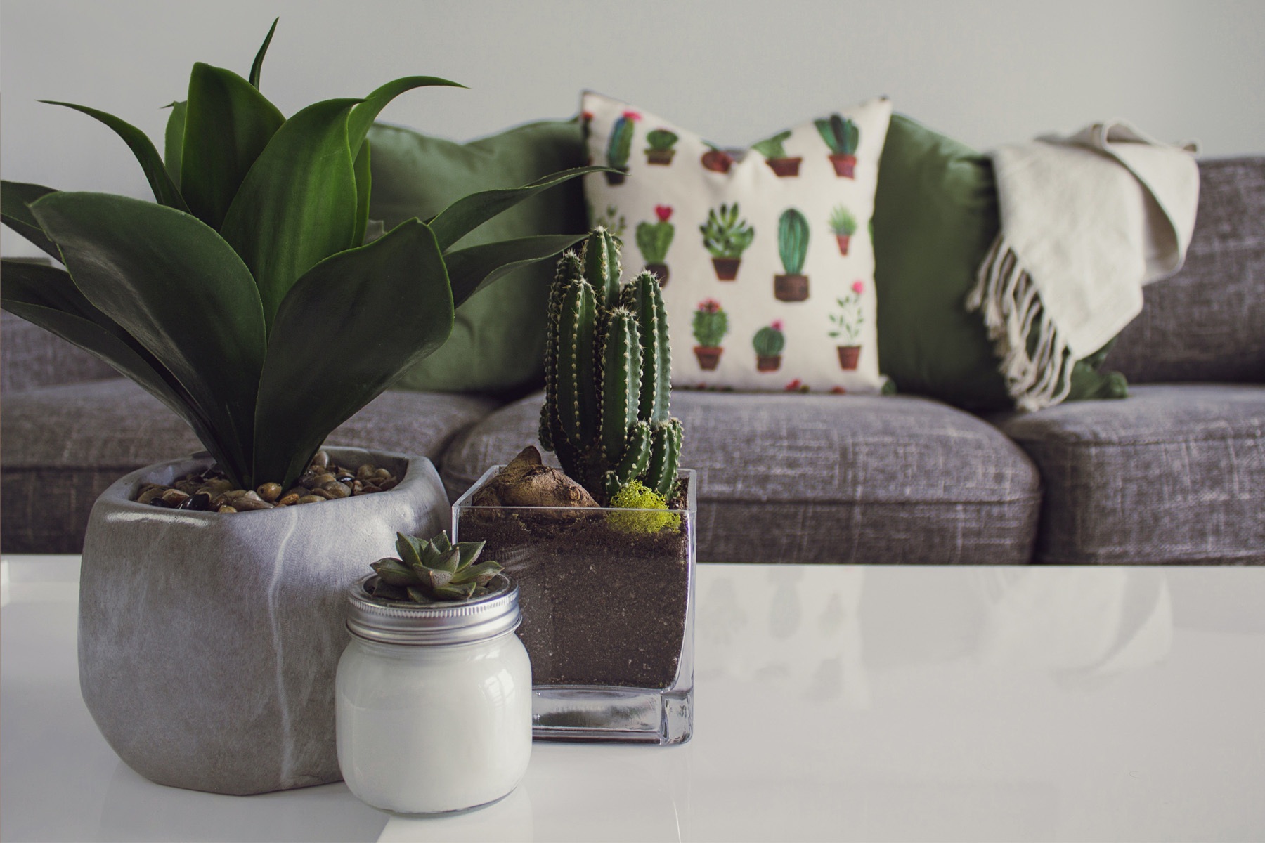 The ultimate guide to house plant care