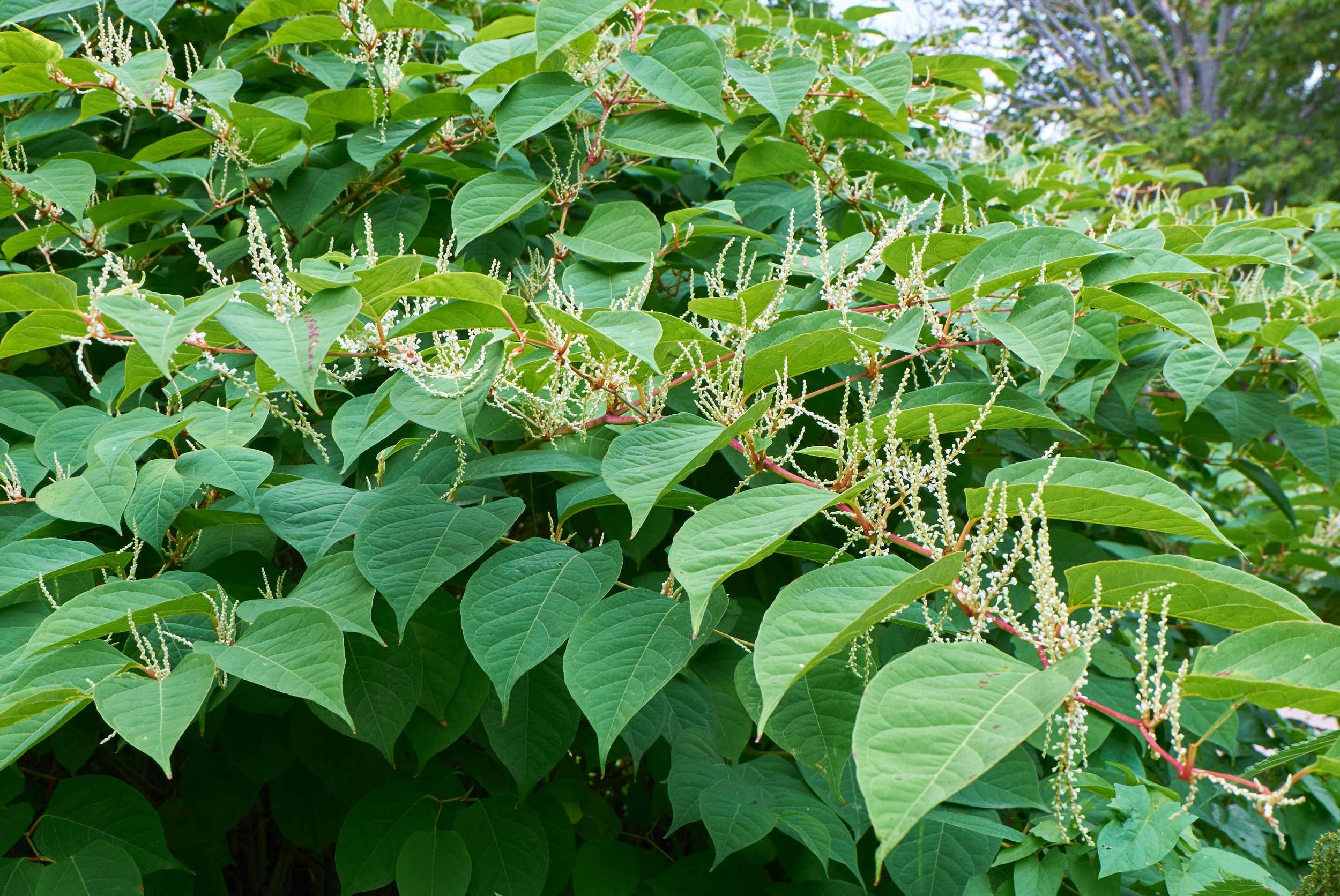 All About Japanese Knotweed In Property Martin Co