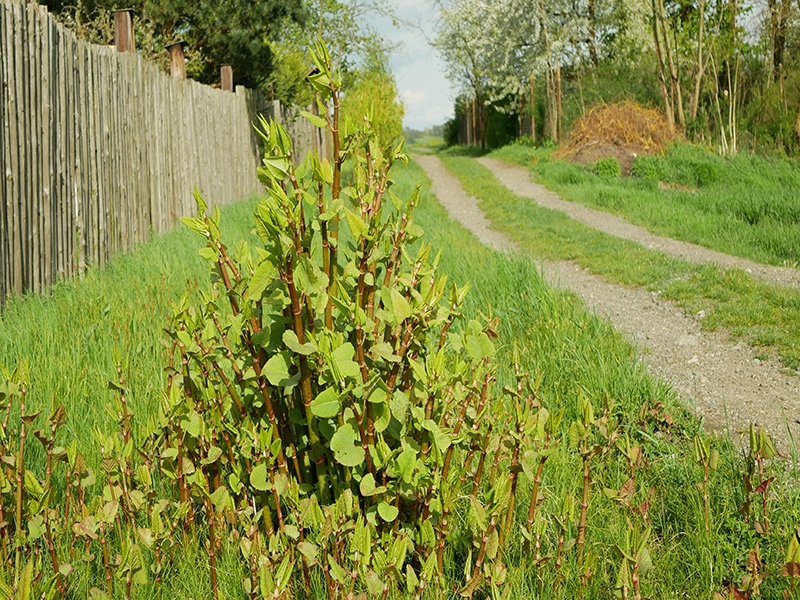 What to do about Japanese Knotweed.