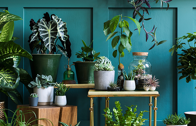 House Plant Care for Beginners
